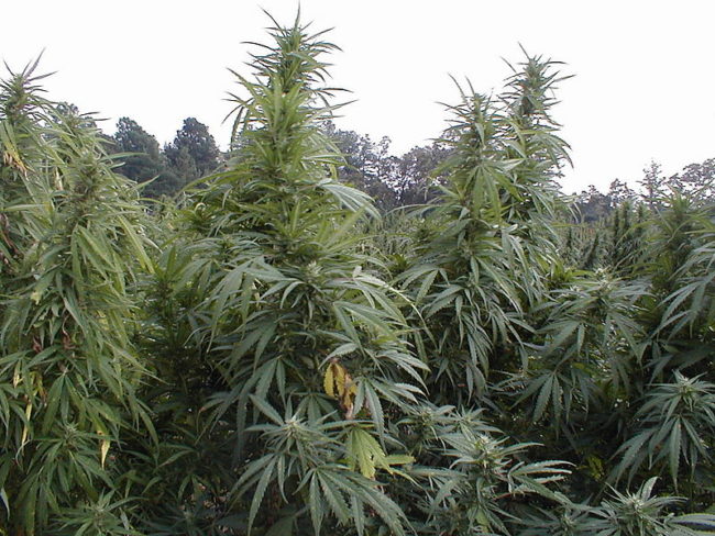 800px-U_S__Government_Medical_Marijuana_crop__University_of_Mississippi__Oxford