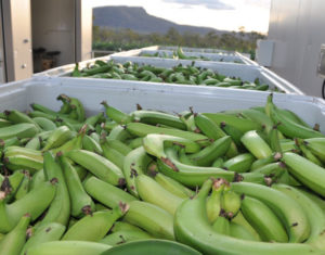 green-bananas-2-300×235