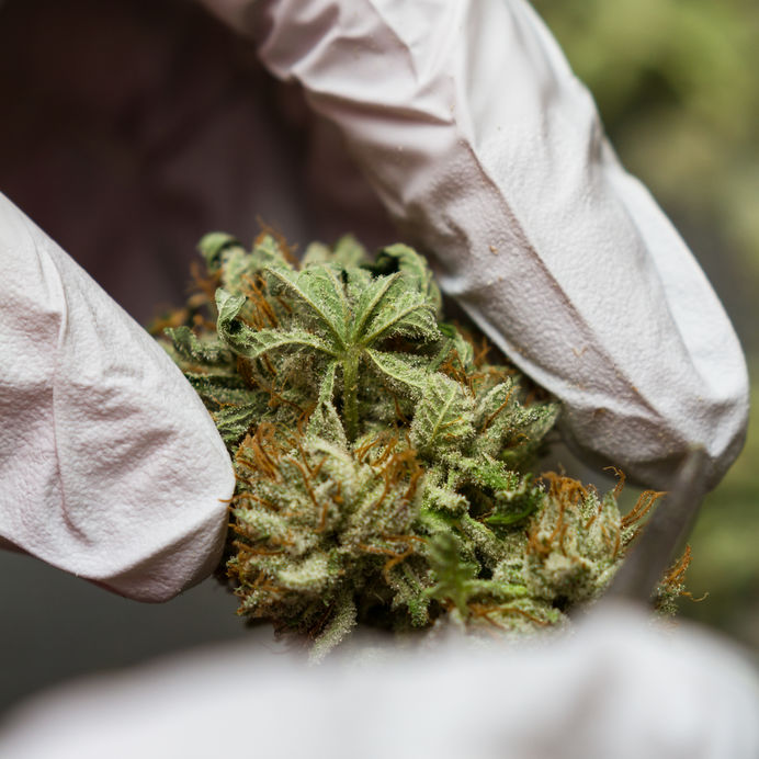 Bud Clipping