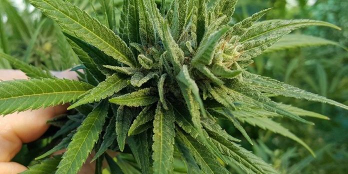 thc-global-cannabis-licence-696×365-696×348