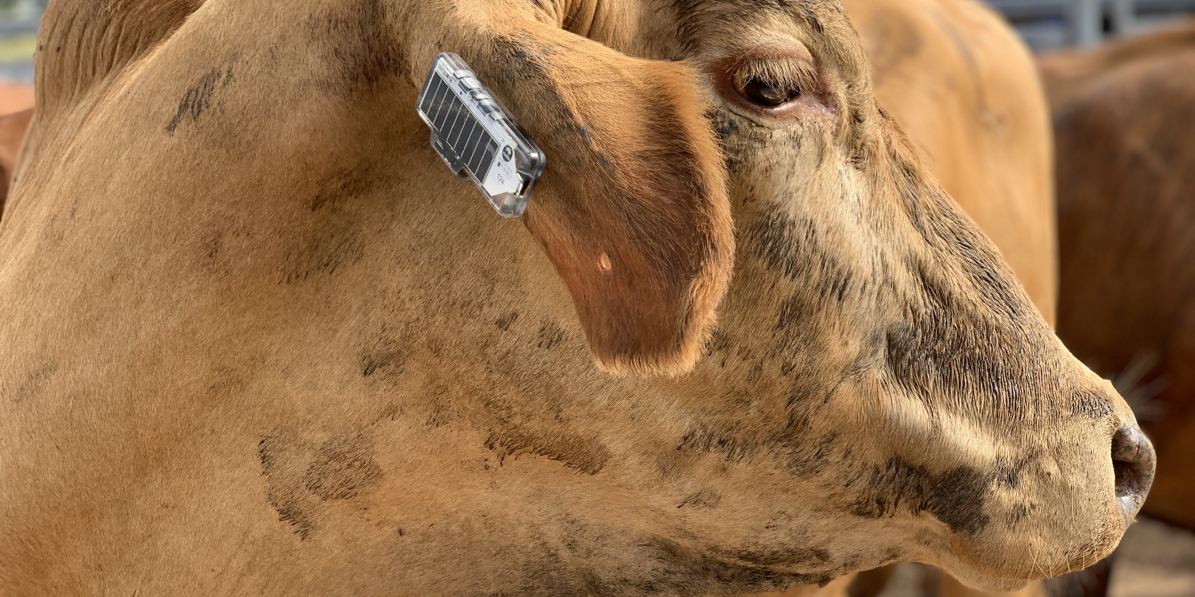 CSIRO-Ceres-Tag-ear-tag-in-action-4032×2016