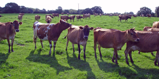 Backford: SJ 4013 7222 @ 195° – cows, from footpath NE of Backford Hall