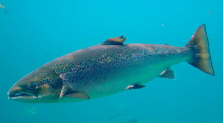 Image for NW Tasmania fish food factory to begin commissioning next month