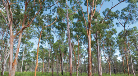 Image for Government acts on gas supplies, throws the climate under a bus
