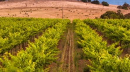Image for Penfolds to set sail alone as luxury wine brand