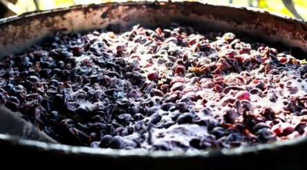 Image for Hitting the marc: Australian work aims to salvage value from winery waste