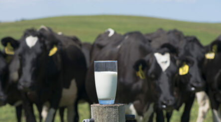 Image for Aussie dairy plan to trace milk from grass to glass