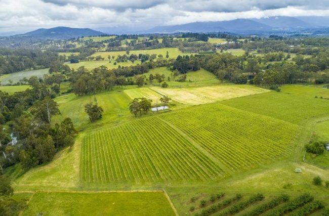 file-20200610-82616-cy66ye