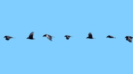 Image for Learning from nature: a new flapping drone can take off, hover and swoop like a bird