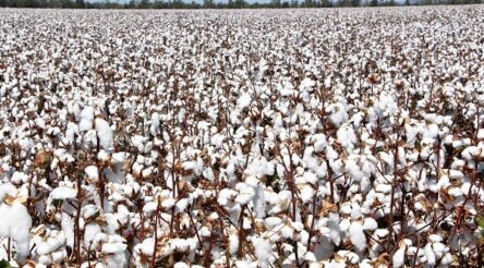 Image for Namoi Cotton to refocus on ginning cotton