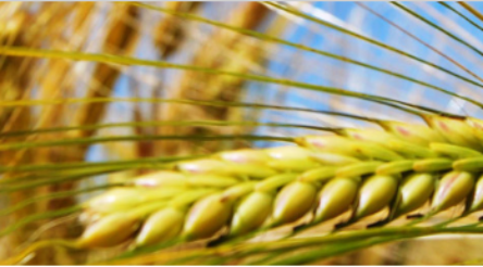 Image for Nufarm announces $456 million net loss