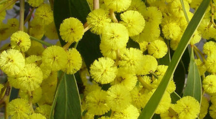 Image for SpaceX to deliver Australian wattle seeds to ISS for science project