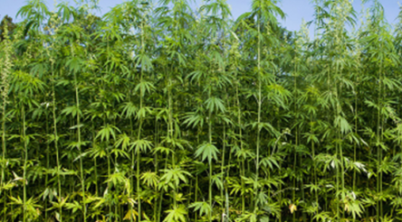 Image for NT awards first industrial hemp licence