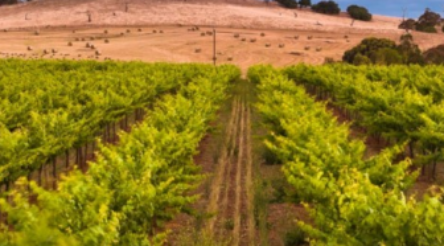 Image for Gloves off – China hits Australian wine with tariffs