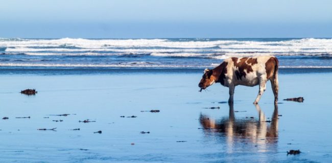cow-on-beach-1024×504