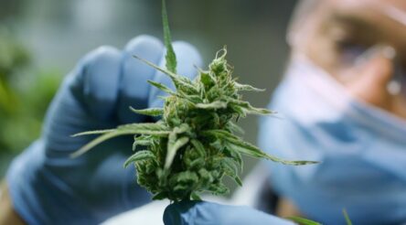 Image for Cannabis oil manufacturing license will address local shortages, says ANTG