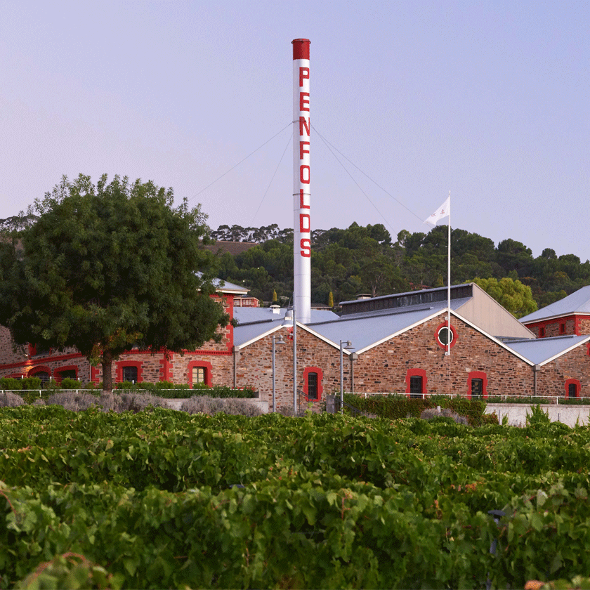 840×840-Magill-Estate-Vineyard