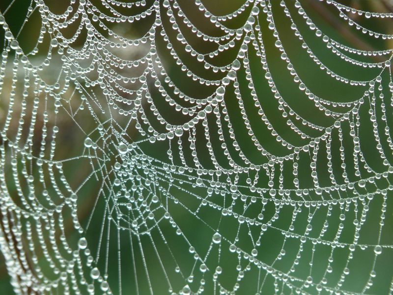cobweb-4193_1920