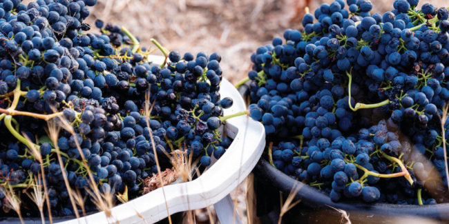 Red-grapes-in-bucket-1900-e1625529127295-1030×515