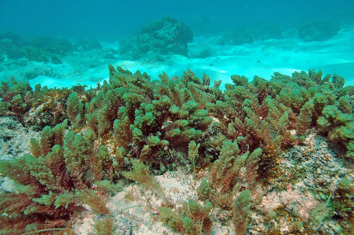 Asparagopsis_taxiformis
