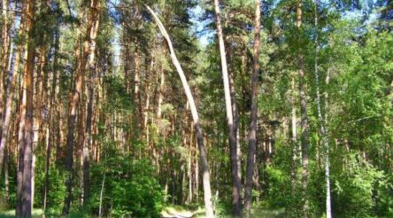Image for Timber from Russia/Belarus declared ‘conflict timber’.