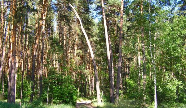 Timber from Russia/Belarus declared 'conflict timber'.