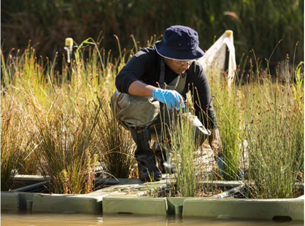 Native reed cleans up dangerous PFAS chemicals