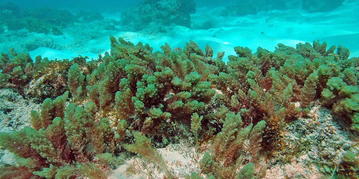 Asparagopsis_taxiformis-1200×600