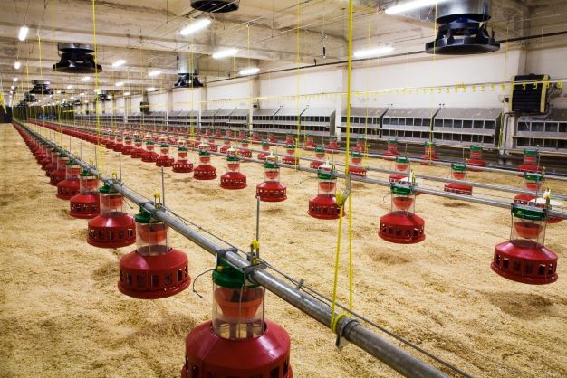 ARENA finances the reheating of chickens with a heat pump system
