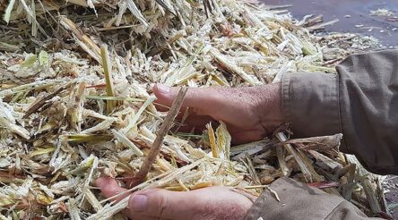 Image for Extracta eyes off food waste as raw material
