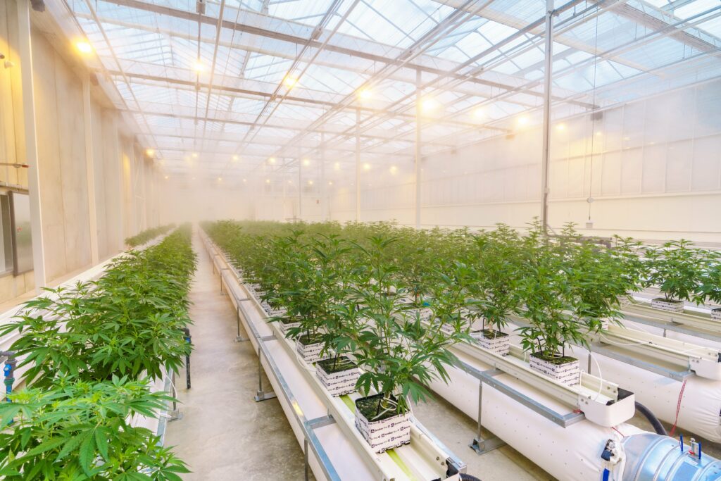 medical marijuana growing factory