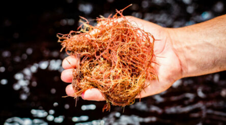 Image for CH4, Siemens sign tech agreement to digitalise production of methane-minimising seaweed extract