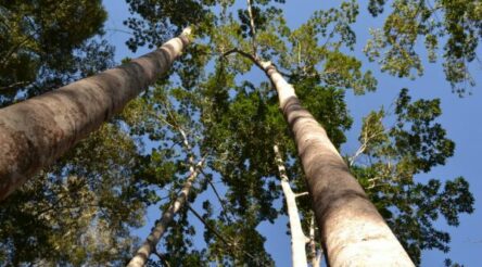 Image for $108 million awarded to wood processing businesses