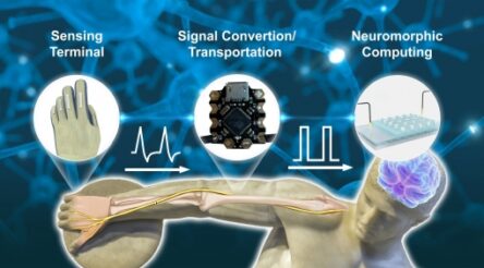 Image for Researchers develop human-inspired electronic skin