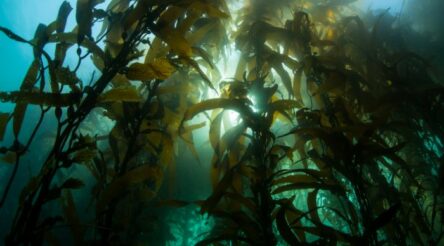 Image for Tasmania to research development of kelp industry