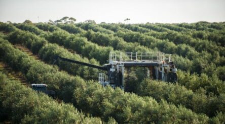 Image for Cobram Estate’s disappointing olive harvest, oil production