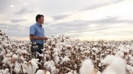 Image for Cotton to decarbonise by making its own green fuel and fertiliser