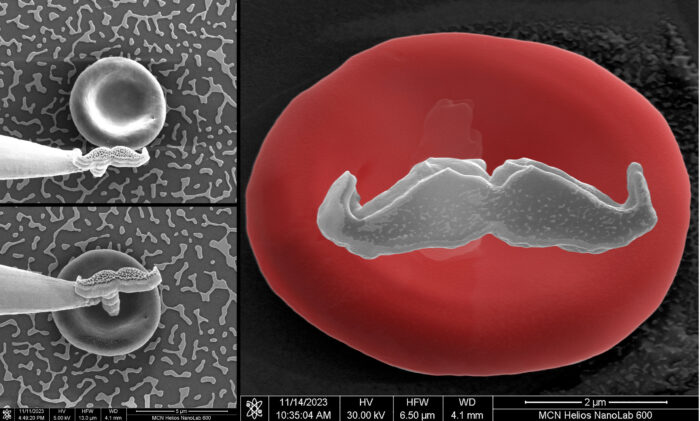 ANFF033_Lifeblood_Composite_1