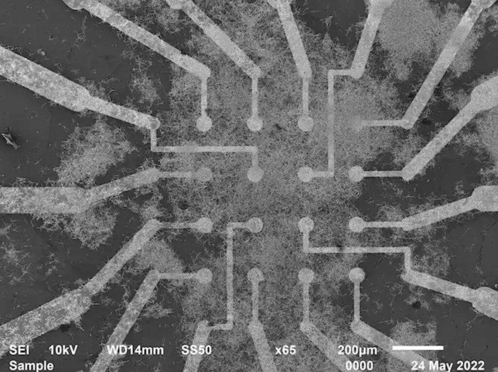 We built a ‘brain’ from tiny silver wires. It learns in real time, more efficiently than computer-based AI