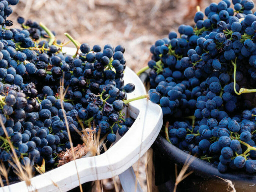 Global trends challenging, exports down in 2023: Wine Australia