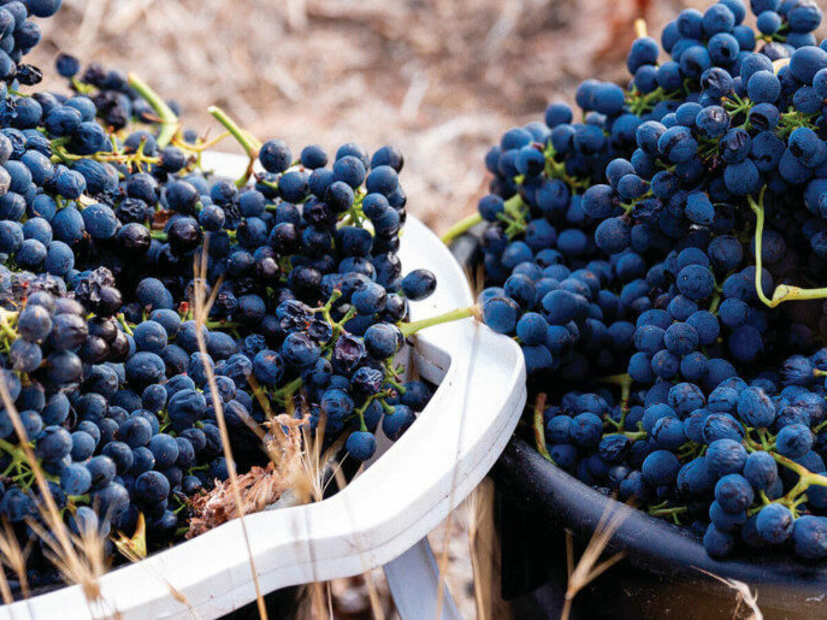 Red-grapes-in-bucket-1900-e1625529127295-1030×515-1-1200×900-c-default