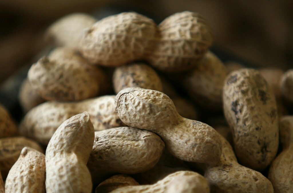 Breakthrough Victoria shells out $12 million for peanut allergy treatment developer Aravax