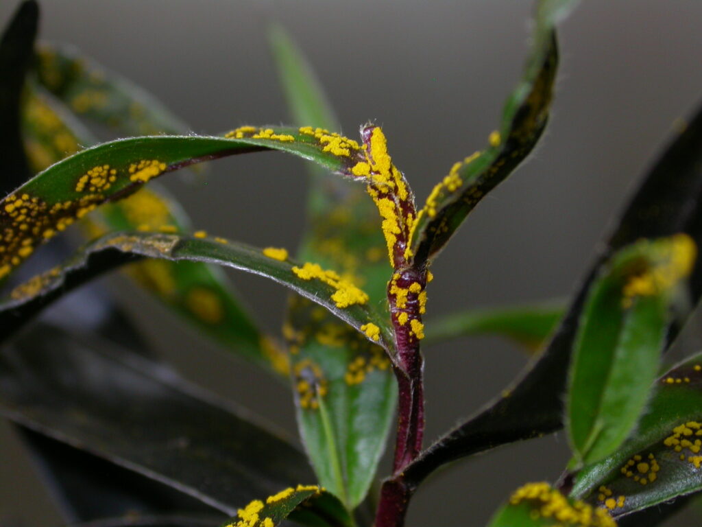 UQ team develops potential prevention and cure for invasive fungal disease in plants
