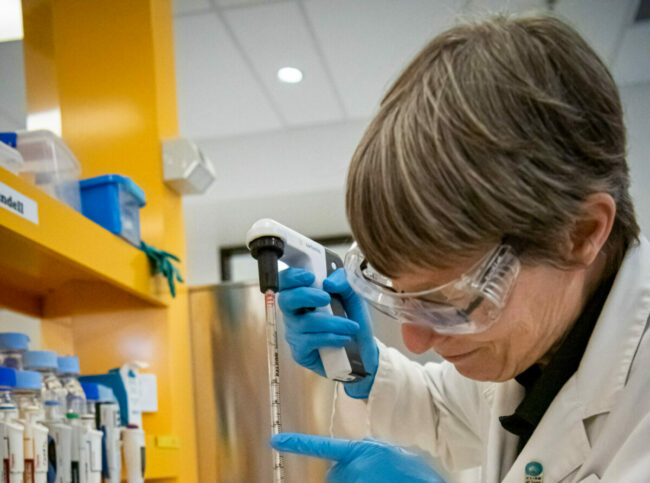 CMD221924Cheryl-Blundell-isolating-wheat-protoplasts-at-a-CSIRO-Black-Mountain-laboratory