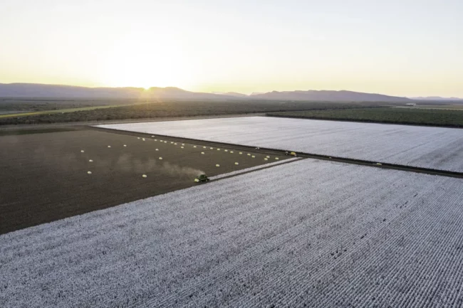 kimberley-cotton-co-gin-aerial-wide-view-of-tracktor-picking-cotton-in-a-large-field-at-sunset-with-mountains-kununnurra