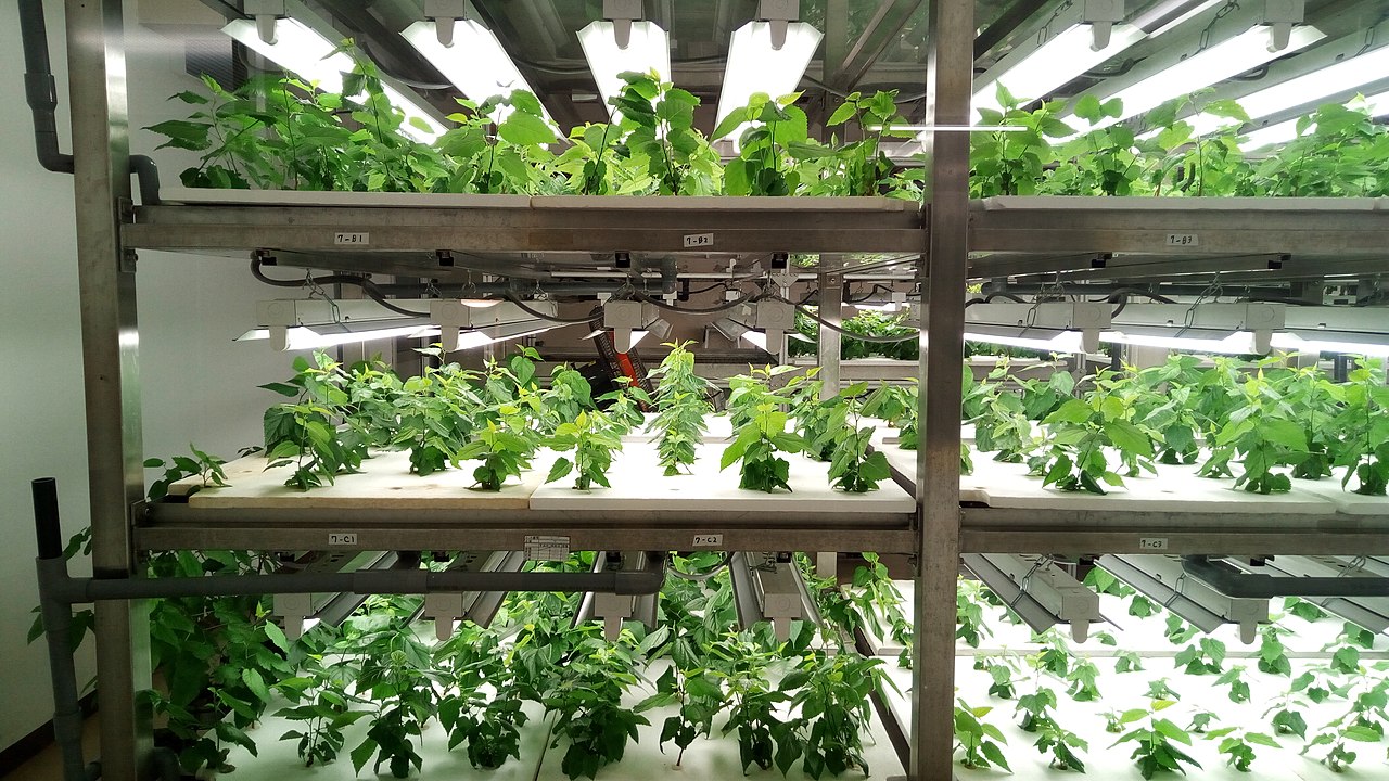 Indoor_Hydroponics_of_Morus,_Japan_(38459770052)