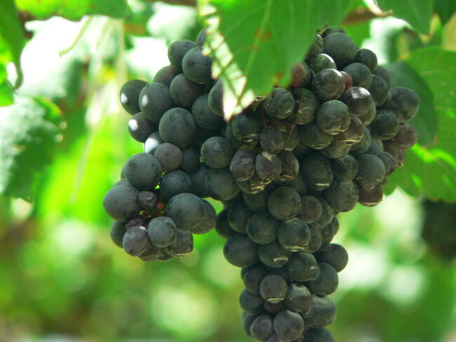 Shiraz_Grapes