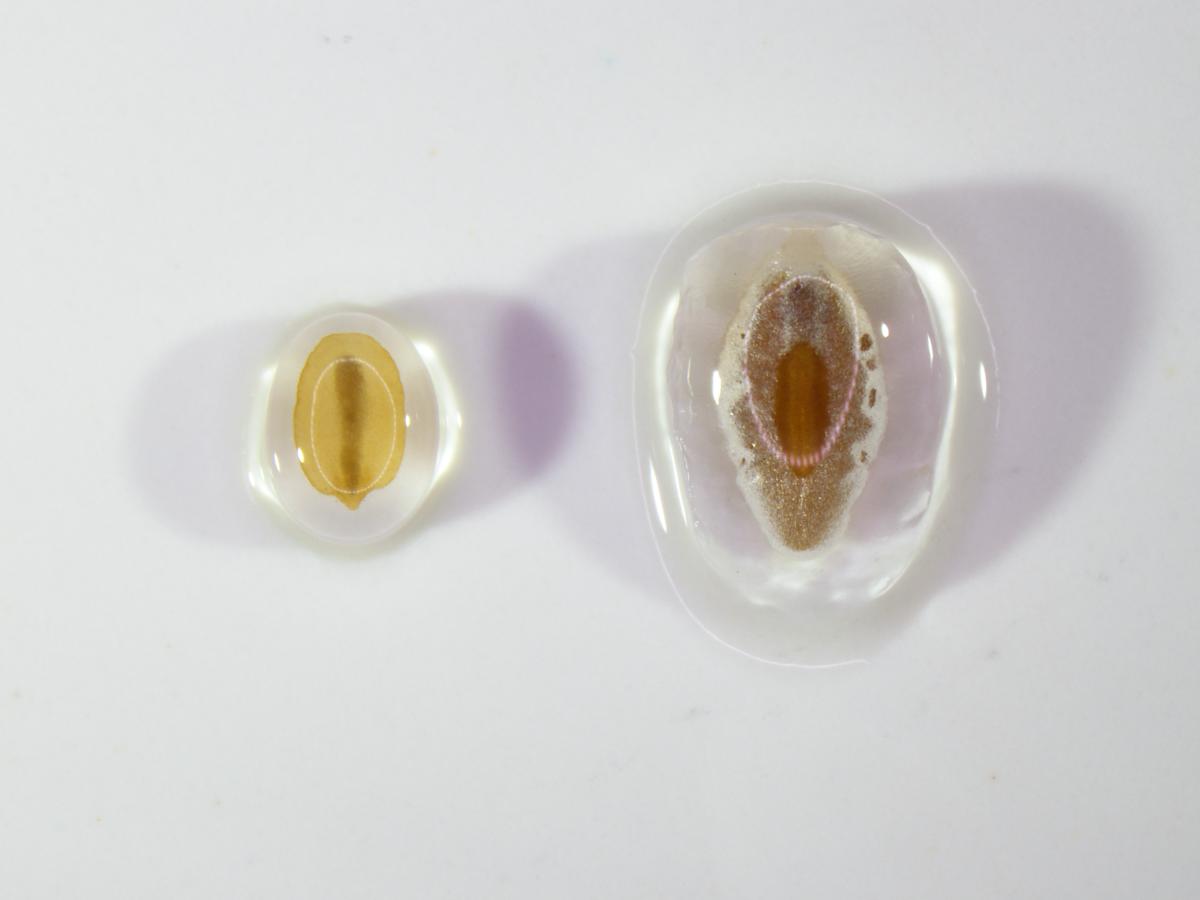 p.-turrifera-left-and-p.-ovata-right-seed-with-mucilage-gel-released-on-the-seed