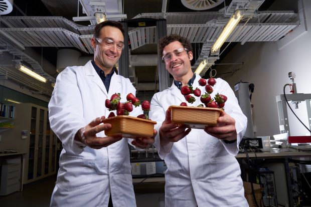 UQ PhD perfects non-petrochemical punnet for strawbs